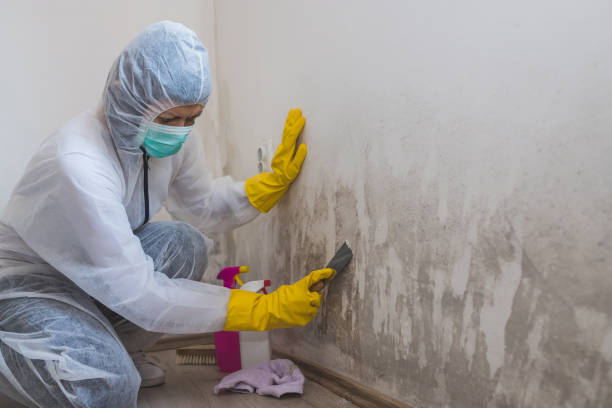 Certified Mold Removal in Olympia Heights, FL