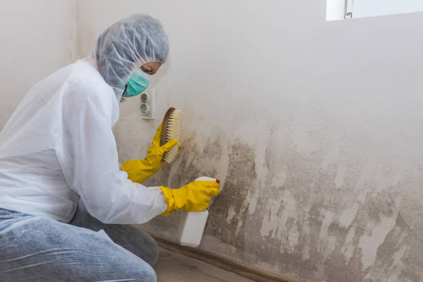 Best Fast Mold Removal  in Olympia Heights, FL