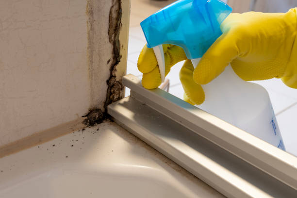 Best Residential Mold Removal  in Olympia Heights, FL