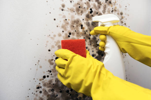 Best Mold Damage Repair  in Olympia Heights, FL