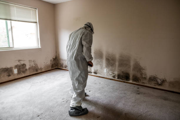 Home Mold Removal in Olympia Heights, FL