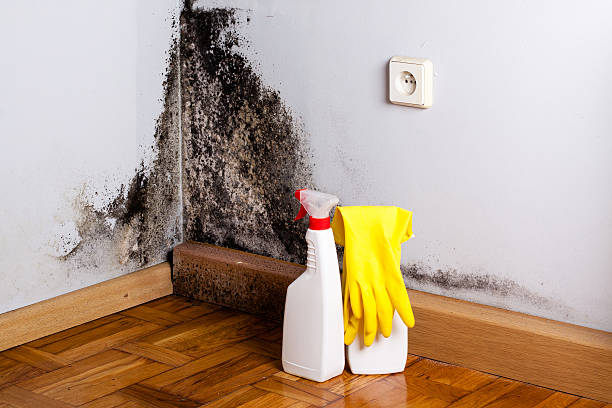 Best Professional Mold Removal  in Olympia Heights, FL