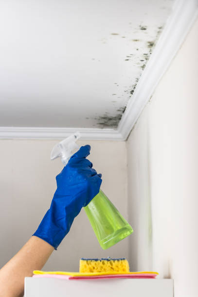 Best Attic Mold Removal  in Olympia Heights, FL